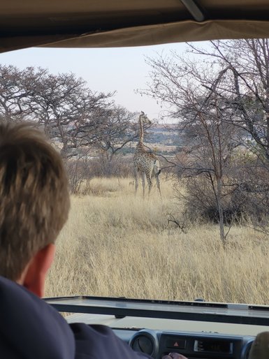 Ein Kind entdeckt vom Safari-Jeep aus eine Giraffe im Entabeni Game Reserve – Südafrika mit Kindern
