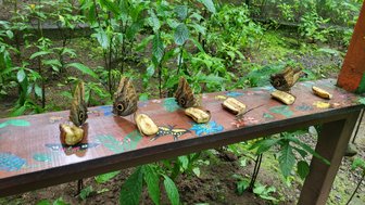 Bunte Schmetterlinge beim Fressen von Banane im EcoCentro Danaus in Alajuela – Costa Rica Familienreise