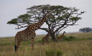 Eine Gruppe von Giraffen steht majestätisch in einer weiten Savanne, umgeben von hohen Bäumen und sanften Hügeln im Hintergrund.