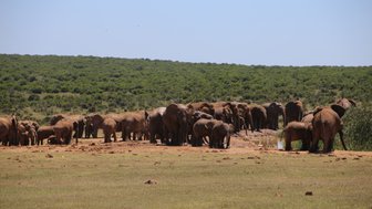 Elefantenherde trinkt und ruht neben einem Wasserloch im Addo Nationalpark – Garden Route mit Kindern