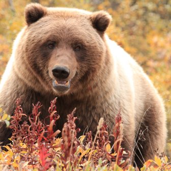 Ein großer Braunbär steht majestätisch zwischen bunten Pflanzen im herbstlichen Wald, seine Augen strahlen Neugier aus.
