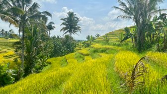 Üppig grüne Reisterrassen von Jatiluwih auf Bali – Bali Reise mit Kindern