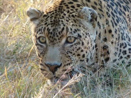 Leopard mit fokussiertem Blick in der Wildnis Südafrikas – Südafrika Reise mit Kindern