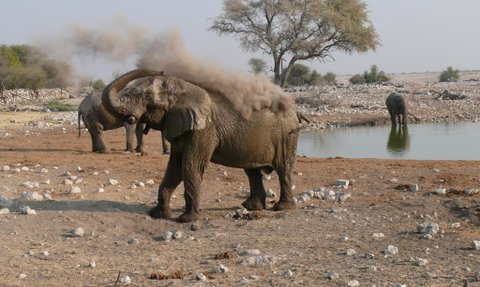 Elefant am Wasserloch im Etosha Nationalpark - Namibia Safari mit Kindern