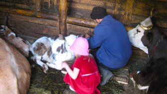 Ein kleines Mädchen in einem roten Kleid streichelt ein neugeborenes Kalb in einem Stall, während ein Mann daneben arbeitet.