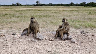 Zwei Paviane sitzen entspannt auf einem Felsen in einer weiten, grasbewachsenen Landschaft unter einem bewölkten Himmel.