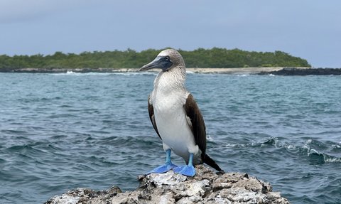 Ein Blaufußtölpel steht majestätisch auf einem Felsen, umgeben von klarem Wasser und einer grünen Küstenlandschaft.