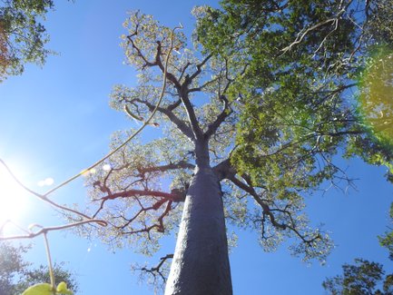 Ein majestätischer Baobabbaum ragt in den klaren blauen Himmel, umgeben von leuchtendem Sonnenlicht und üppigem Grün.