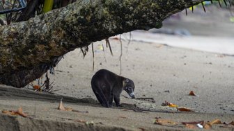 Nasenbär erkundet den Strand im Corcovado-Nationalpark – Costa Rica Reise mit Kindern