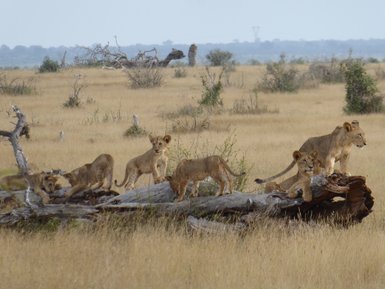 Sechs Löwenjungtiere spielen und erkunden eine umgestürzte Baumstamm in der afrikanischen Savanne.