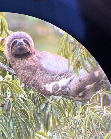 Ein Faultier entspannt sich lässig auf einem Ast, umgeben von üppigem grünem Laub und einem sanften Hintergrund.