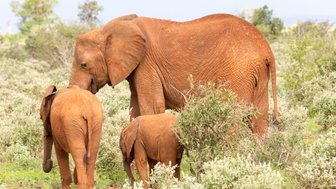 Eine Elefantenfamilie steht in einem grünen Gebüsch