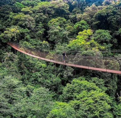 Ein Mann geht vorsichtig über eine Hängebrücke, umgeben von üppigem, grünem Regenwald und dichten Baumkronen.