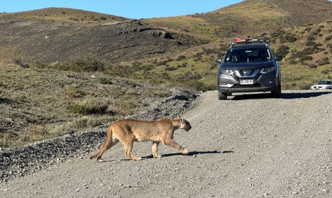 Ein Puma schreitet über einen Schotterweg in einer bergigen Landschaft, während ein Auto in der Nähe steht.