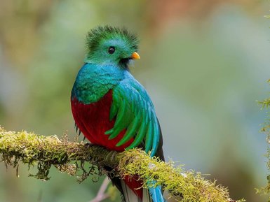 Ein auffallend gefärbter Quetzal sitzt auf einem moosbedeckten Ast, umgeben von einem sanften, verschwommenen Hintergrund der Natur.