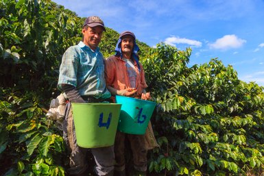 Zwei Männer stehen in einem Kaffeeplantage, jeder hält einen Eimer, während sie frische Kaffeekirschen ernten.