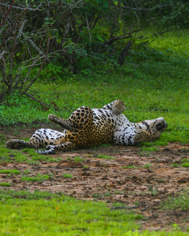 Ein Leopard liegt entspannt auf dem Rücken im Gras, seine Flecken leuchten im Sonnenlicht und er wirkt völlig zufrieden.
