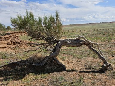 Ein verdorrter Baum mit geschwungenem Stamm steht in einer weiten, trockenen Landschaft unter einem bewölkten Himmel.