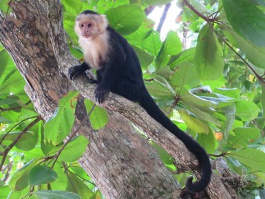 Weißschulter-Kapuziner sitzt auf Ast im Regenwald – Costa Rica Reise mit Kindern
