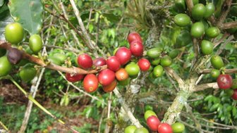 Reife und unreife Kaffeekirschen wachsen an einem Ast, umgeben von üppigem grünem Laub in einer sonnigen Umgebung.