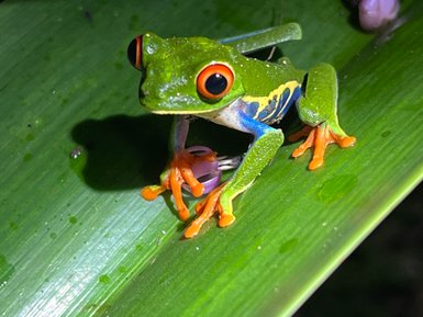 Winziger bunter Frosch im tropischen Regenwald – Costa Rica Familienreise