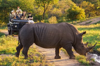 Nashorn nähert sich einem Safari-Jeep auf einer Pirschfahrt in Südafrika – Südafrika Reise mit Kindern