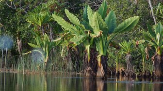 Üppige Pflanzen mit großen, grünen Blättern wachsen am Ufer eines ruhigen Gewässers, umgeben von dichter Vegetation.