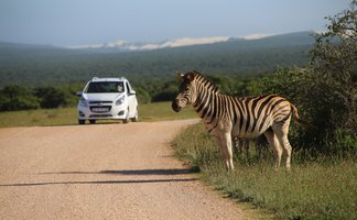 Ein Zebra steht am Wegesrand im Addo-Nationalpark während ein Auto vorbeifährt – Südafrika Reise mit Kindern