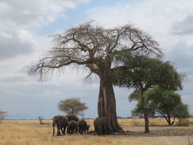 Elefantenfamilie unter einem Baobabbaum im Tarangire-Nationalpark – Tansania mit Kindern