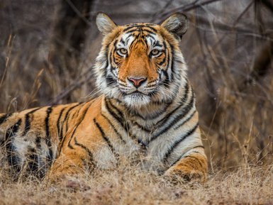 Ein majestätischer Tiger liegt entspannt im hohen Gras, seine markanten Streifen und intensiven Augen stechen hervor.