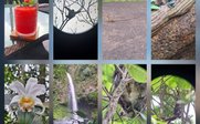 Bildercollage Costa Rica - Individualreise mit Kindern