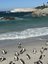 Pinguine am Boulders Beach in Simon´s Town - Südafrika for family individuell - Südafrika mit Kindern individuell bereisen