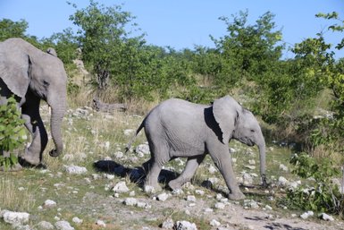 Eine Elefantenmutter läuft mit ihrem Jungtier über Steine - Namibia Familienurlaub
