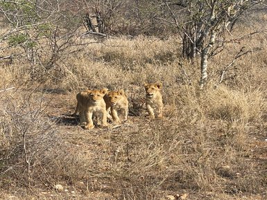 Babylöwen laufen in der trockenen Savanne im Kruger-Nationalpark – Südafrika Familienreise