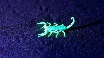 Ein grün leuchtender Skorpion steht auf Sand - Namibia Rundreise mit Kindern