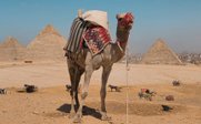 Kamel vor den Pyramiden von Gizeh - Feedback zur Ägypten Rundreise mit Kindern