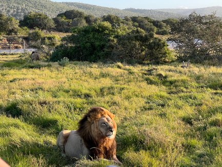 Ein Löwe sitzt majestätisch im Gras des Kariega Game Reserve – Garden Route Familienreise