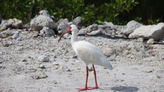 Ein weißer Ibis mit leuchtend roten Beinen und Schnabel steht auf einem sandigen Boden, umgeben von Steinen und Pflanzen.