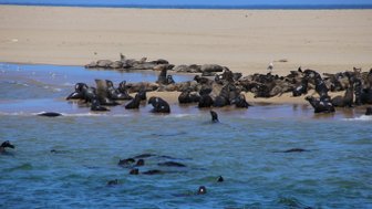 Eine Gruppe von Robben ruht sich am Strand aus, während einige im Wasser schwimmen und die Sonne genießen.