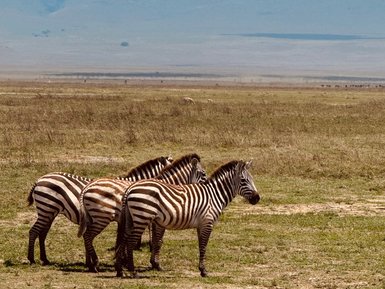 Zebras stehen beieinander in der weiten Ebene des Ngorongoro-Kraters – Tansania mit Kindern