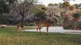 Zwei Nyala-Tiere stehen auf einer grünen Wiese, umgeben von Bäumen und Pflanzen in einer ruhigen Umgebung.