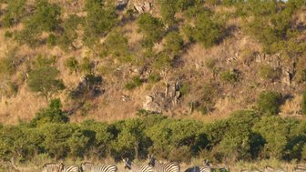 Eine Gruppe von Zebras grast friedlich in einer offenen Savanne, umgeben von grünen Bäumen und sanften Hügeln.
