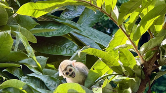 Ein neugieriger Affe sitzt zwischen dichten, grünen Blättern und schaut mit einem verspielten Ausdruck in die Kamera.