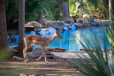 Ein Impala steht am Rand des Pools in der Makutsi Safari Lodge – Südafrika Reise mit Kindern