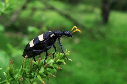 Ein schwarzer Käfer mit gelben Antennen sitzt auf einer grünen Pflanze, umgeben von verschwommenem, grünem Hintergrund.