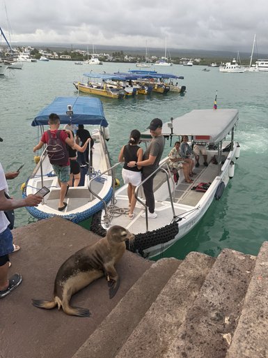 Eine Seelöwin sitzt entspannt auf den Stufen, während Touristen in Boote steigen und die Küstenlandschaft genießen.