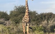 Giraffe in grüner Landschaft Namibias - Namibia Rundreise mit Kindern