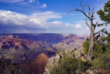 Ein trockener Baumstamm steht am Rand des Grand Canyon, umgeben von beeindruckenden roten Felsen und einem weiten Himmel.