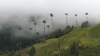 Hohe Palmen ragen über grüne Hügel, während dichte Nebel die Landschaft umhüllen und eine mystische Atmosphäre schaffen.