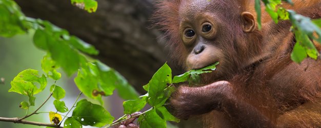 Ein Orang-Utan hangelt sich durch das Blätterdach des Dschungels – Malaysia & Borneo Familienreise